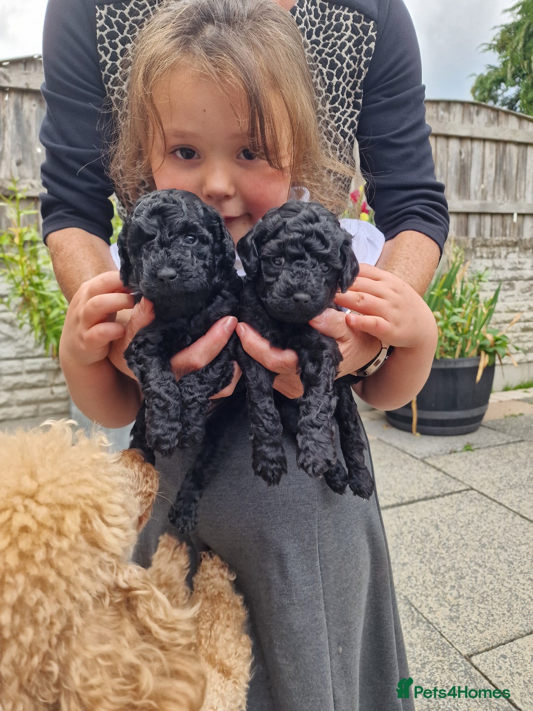 Toy Poodle dogs for sale: Toy poodle puppies  - Image 3