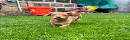 Miniature Dachshund dogs for sale:  Ready now PRA clear Miniature dachshunds - Advert 12
