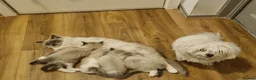 Ragdoll cats for sale: Bicolour ragdoll kittens (males) - Advert 5