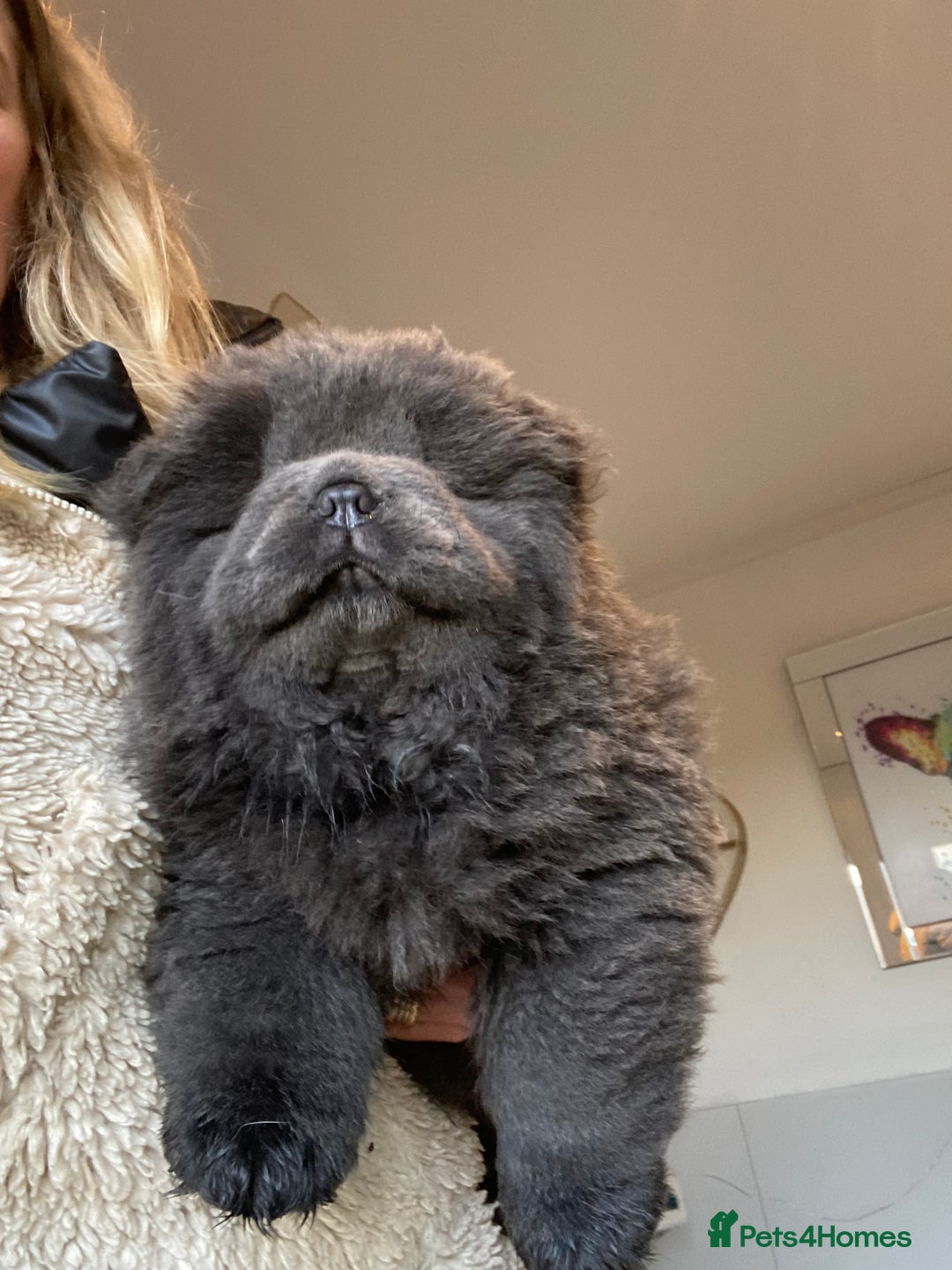 Chow Chow dogs for sale: Stunning Chow chow pups ready for new homes  - Advert 4