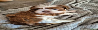 Shih Tzu 4