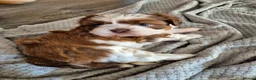 Shih Tzu dogs for sale: Shih tzu puppies for sale  - Advert 5