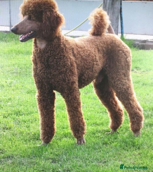 Standard Poodle dogs STUNNING STANDARD POODLE AT STUD in Doncaster - Advert 4