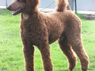 Standard Poodle dogs STUNNING STANDARD POODLE AT STUD in Doncaster - Advert 1