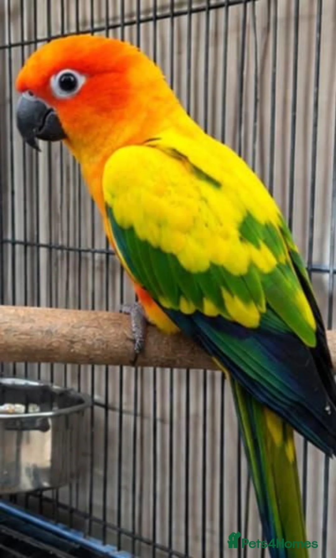 Conures birds for sale:  two stunning Sun Conures birds for sale  in Birmingham - Advert 1