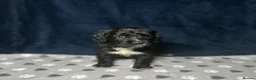 Cocker Spaniel dogs for sale: Working Cocker Spaniel - Chocolate, Roans, Golden - Advert 6