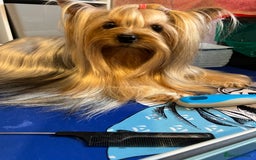 Yorkshire Terrier dogs for sale: KC registered champion blood puppies  - Image 10