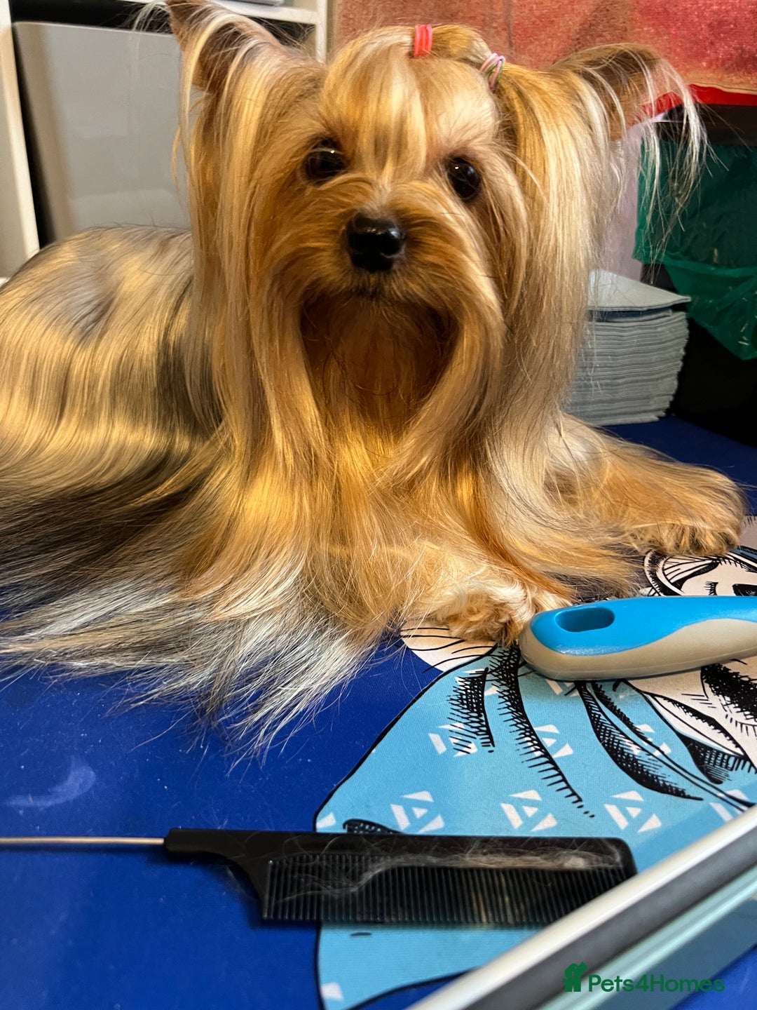 Yorkshire Terrier dogs for sale: KC registered champion blood puppies  - Image 10