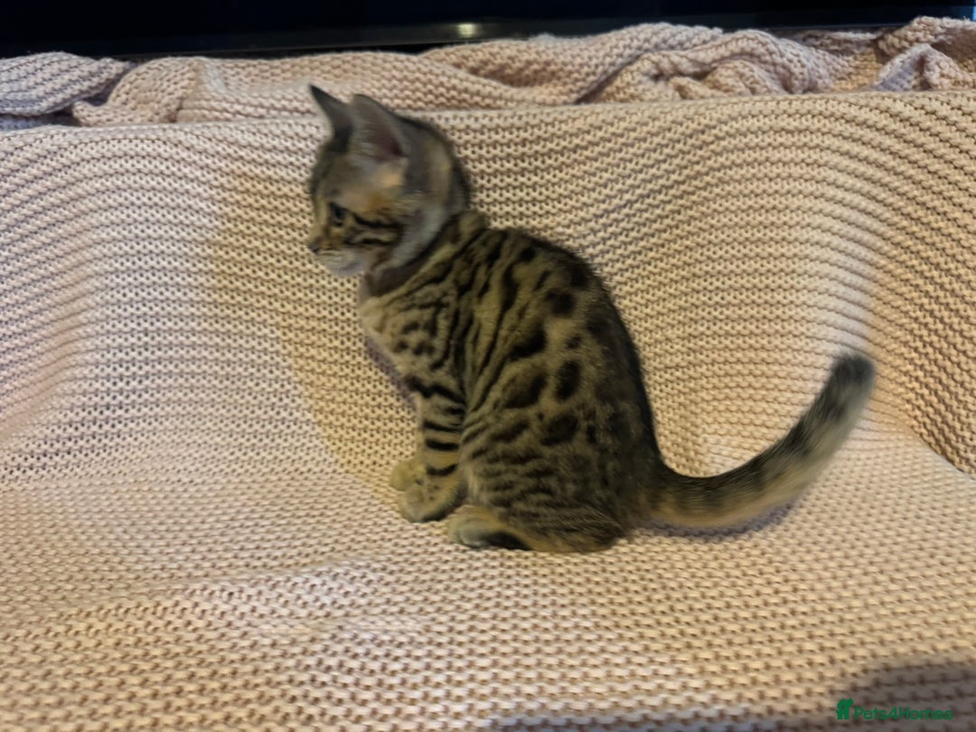Bengal cats for sale: Bengal x Maine Coon Cross - Advert 16