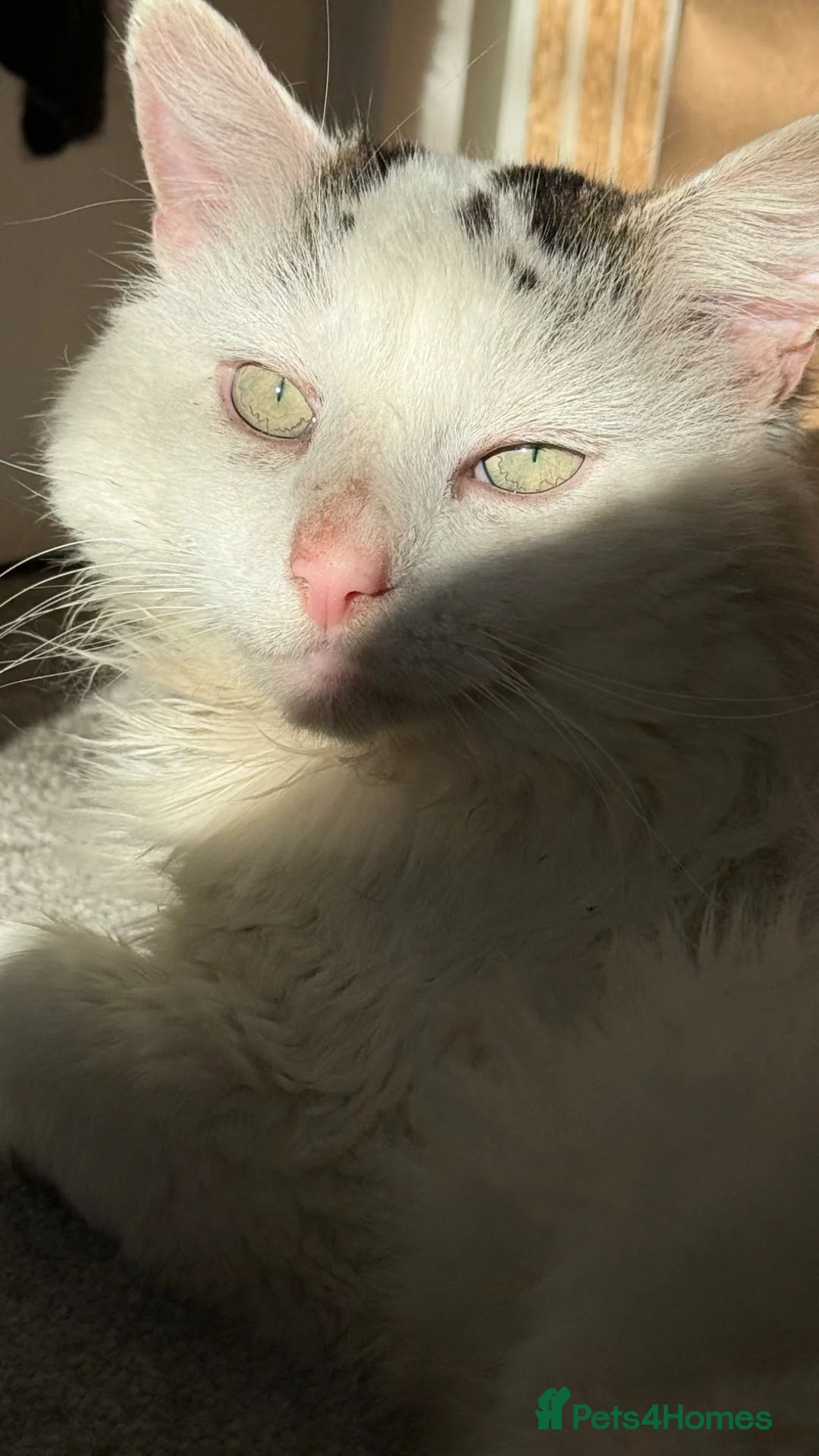 Turkish Van cats for sale: 1 year old Turkish Van male  in Milton Keynes - Advert 6