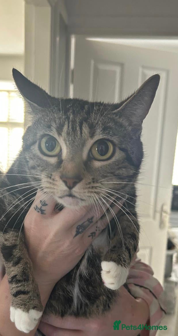 Mixed Breed cats 2 Beautiful Tabby Kittens  - Advert 7