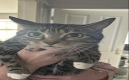 Mixed Breed cats for sale: 3 Beautiful Tabby Kittens  - Advert 1