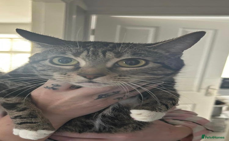 Mixed Breed cats 3 Beautiful Tabby Kittens  - Advert 2