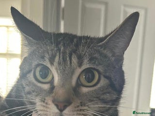 Mixed Breed cats for sale: 3 Beautiful Tabby Kittens - Advert 1