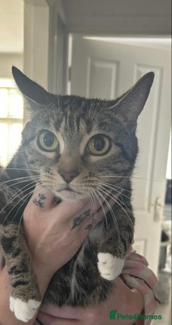 Mixed Breed cats 3 Beautiful Tabby Kittens - Advert 1