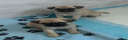 Pug dogs for sale: KC registered Pug puppies looking for new home  - Advert 9