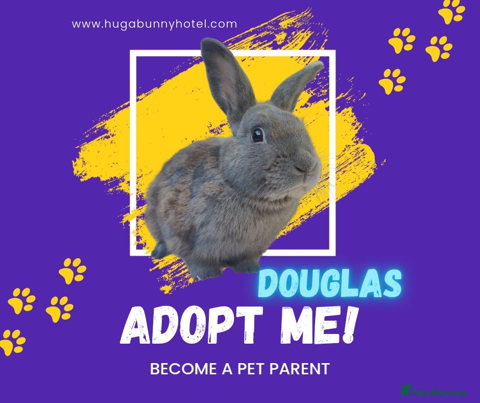 Mixed Breed rabbits Handsome Douglas neutered vaccinated  - Advert 2