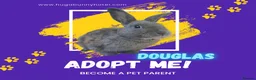 Mixed Breed rabbits for sale: Handsome Douglas neutered vaccinated  - Advert 1