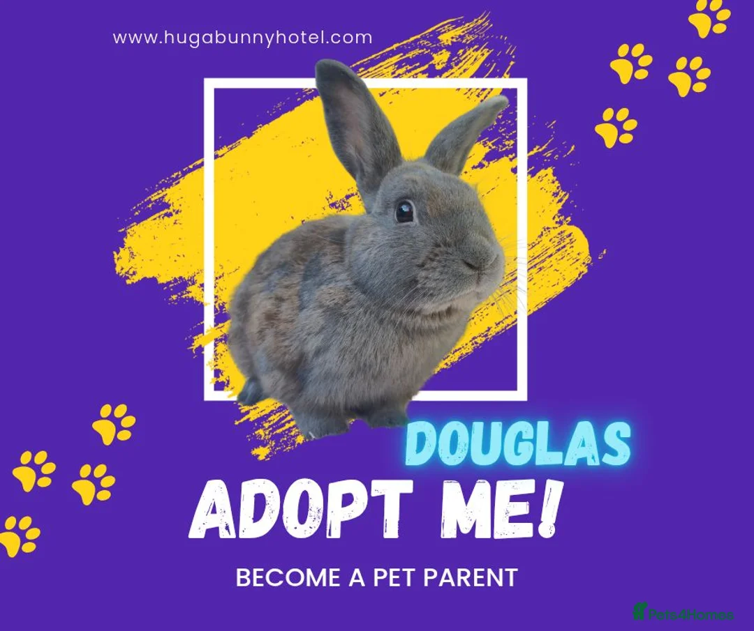 Mixed Breed rabbits for sale: Handsome Douglas neutered vaccinated  - Advert 1