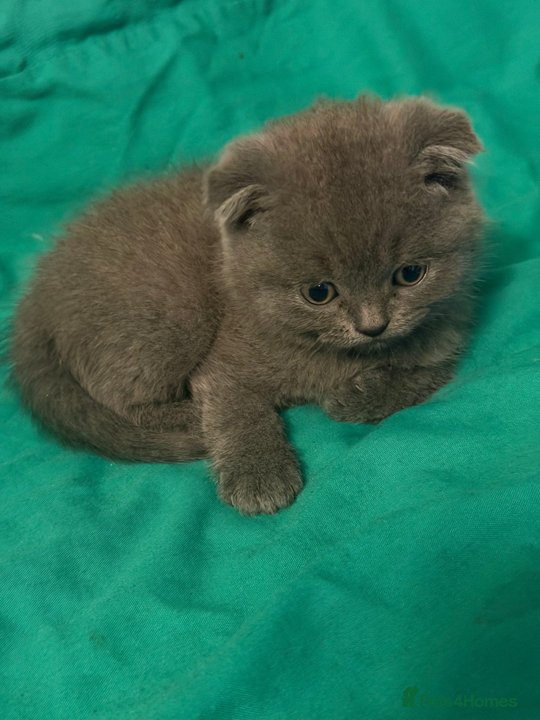 Scottish Fold cats for sale: Scottish fold kittens - Advert 5