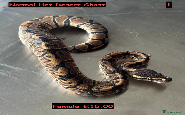 Python Snake reptiles Baby Ball Python's - Advert 9