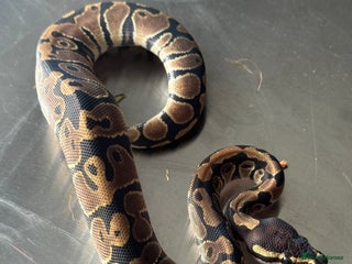 Python Snake reptiles for sale: Baby Ball Python's - Advert 1