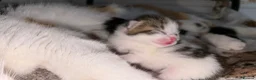 Mixed Breed cats for sale: 4 Kittens For Sale - Advert 6
