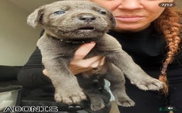 Cane Corso dogs for sale: READY REDUCED CANE CORSO - Image 31