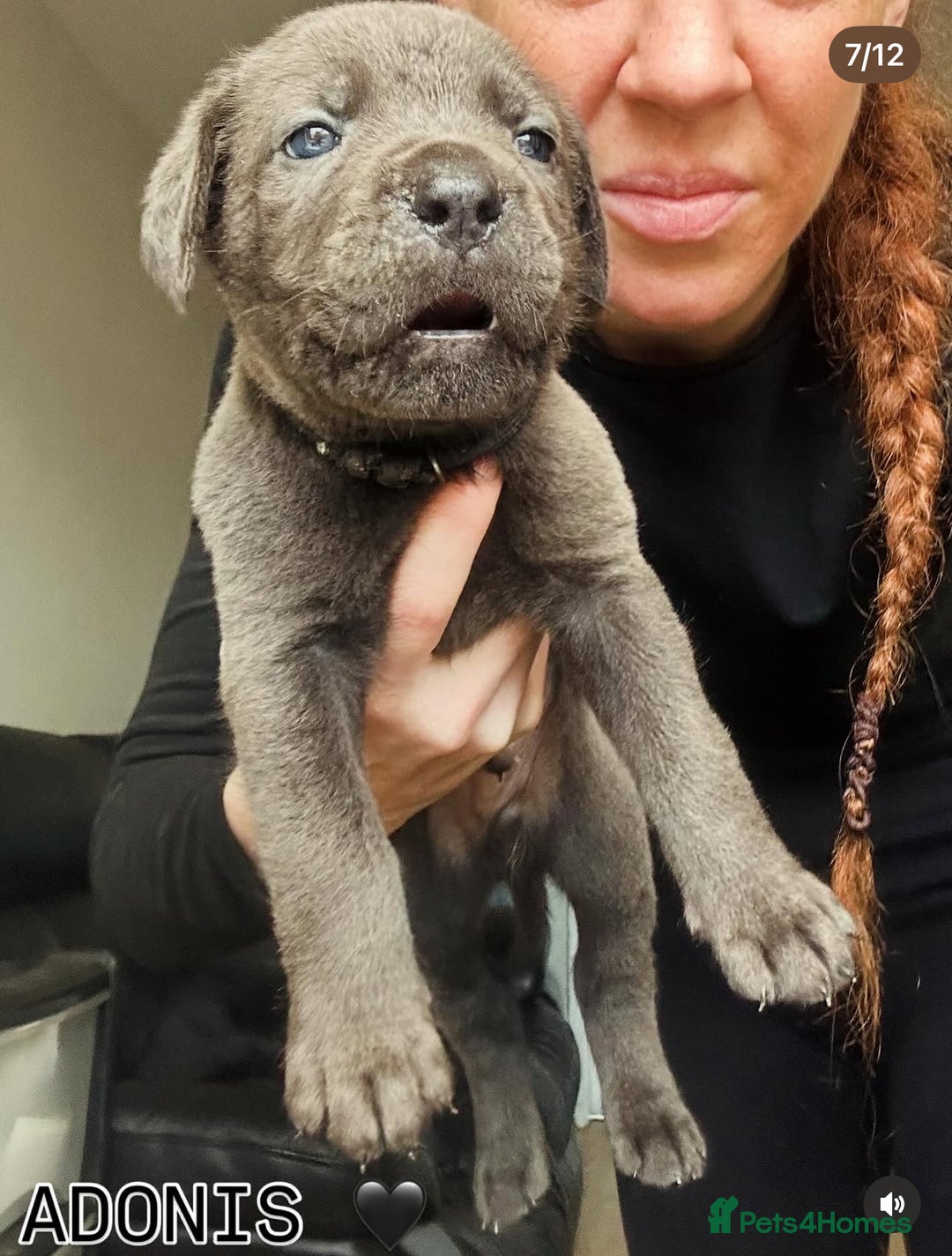 Cane Corso dogs for sale: READY REDUCED CANE CORSO - Image 31