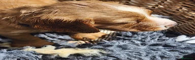 Sprocker 7
