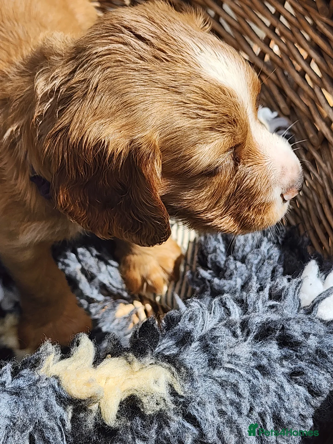 Sprocker dogs for sale: Sprocker Spaniels from Registered Breeder  - Advert 1