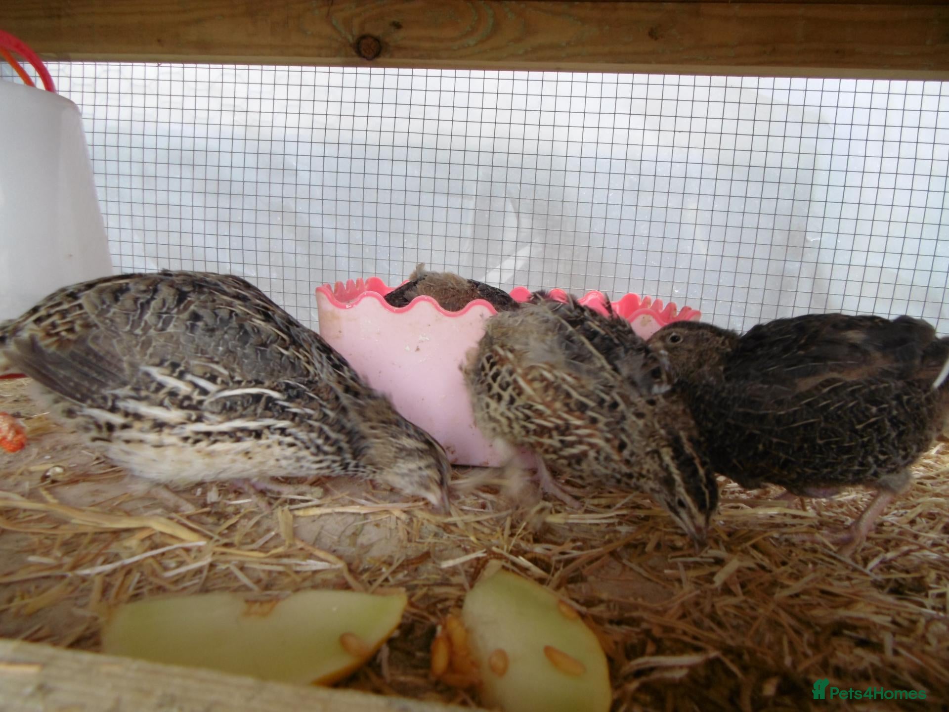 Quail poultry Quail  from £10 - Advert 5