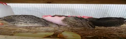 Quail poultry for sale: Quail all ages breeds from £5 - Advert 7