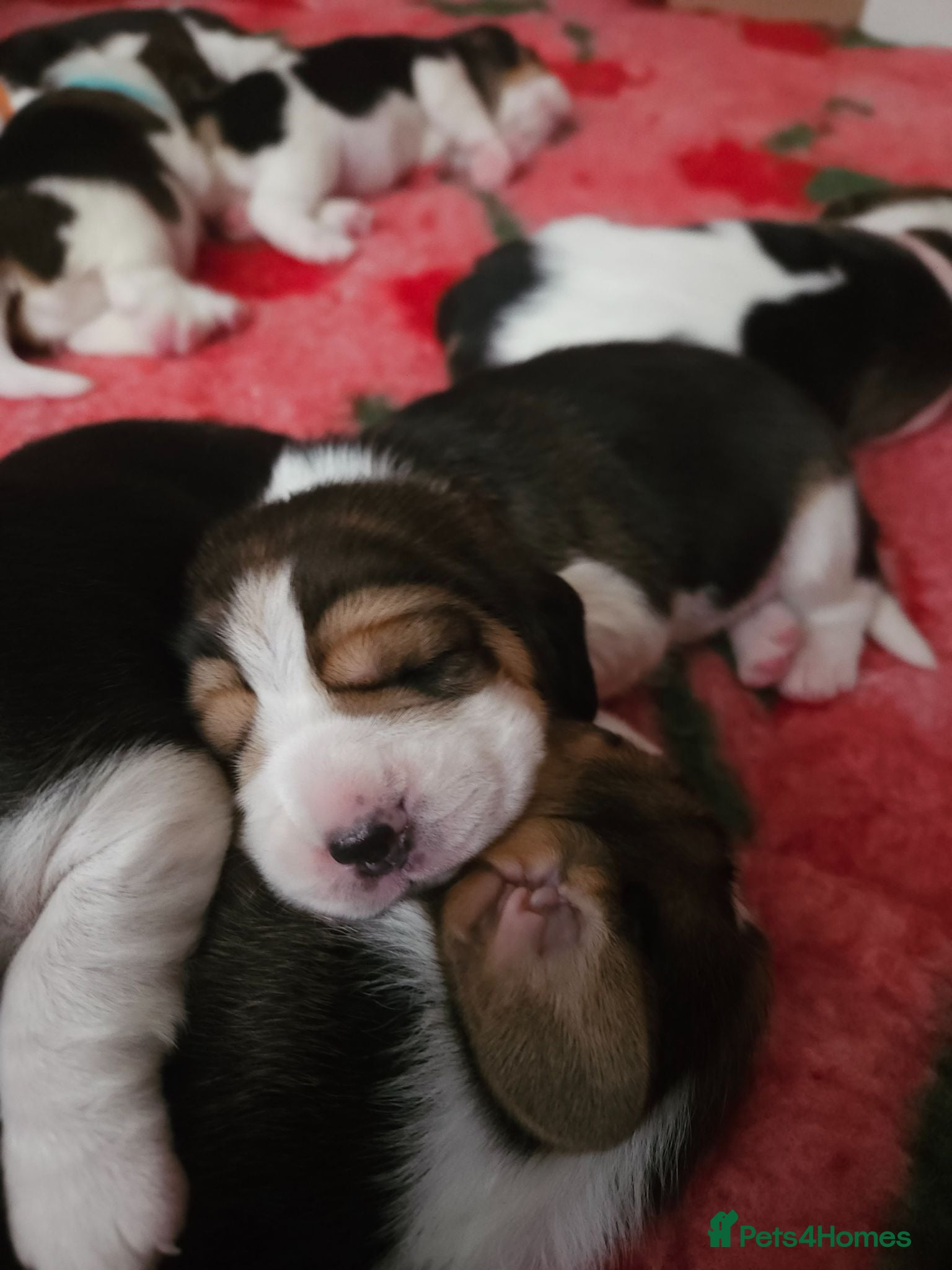 Beagle dogs KC Reg Beagle puppies Champions generation - Advert 6