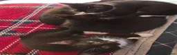 Mixed Breed cats for sale: 5 Beautiful and friendly tuxedo kittens - Advert 7