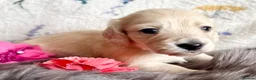 Miniature Dachshund dogs for sale: White/light cream tiny miniature dachshunds - Advert 6