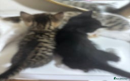 Bengal cats for sale: 2 bengal cats for sale  - Image 4