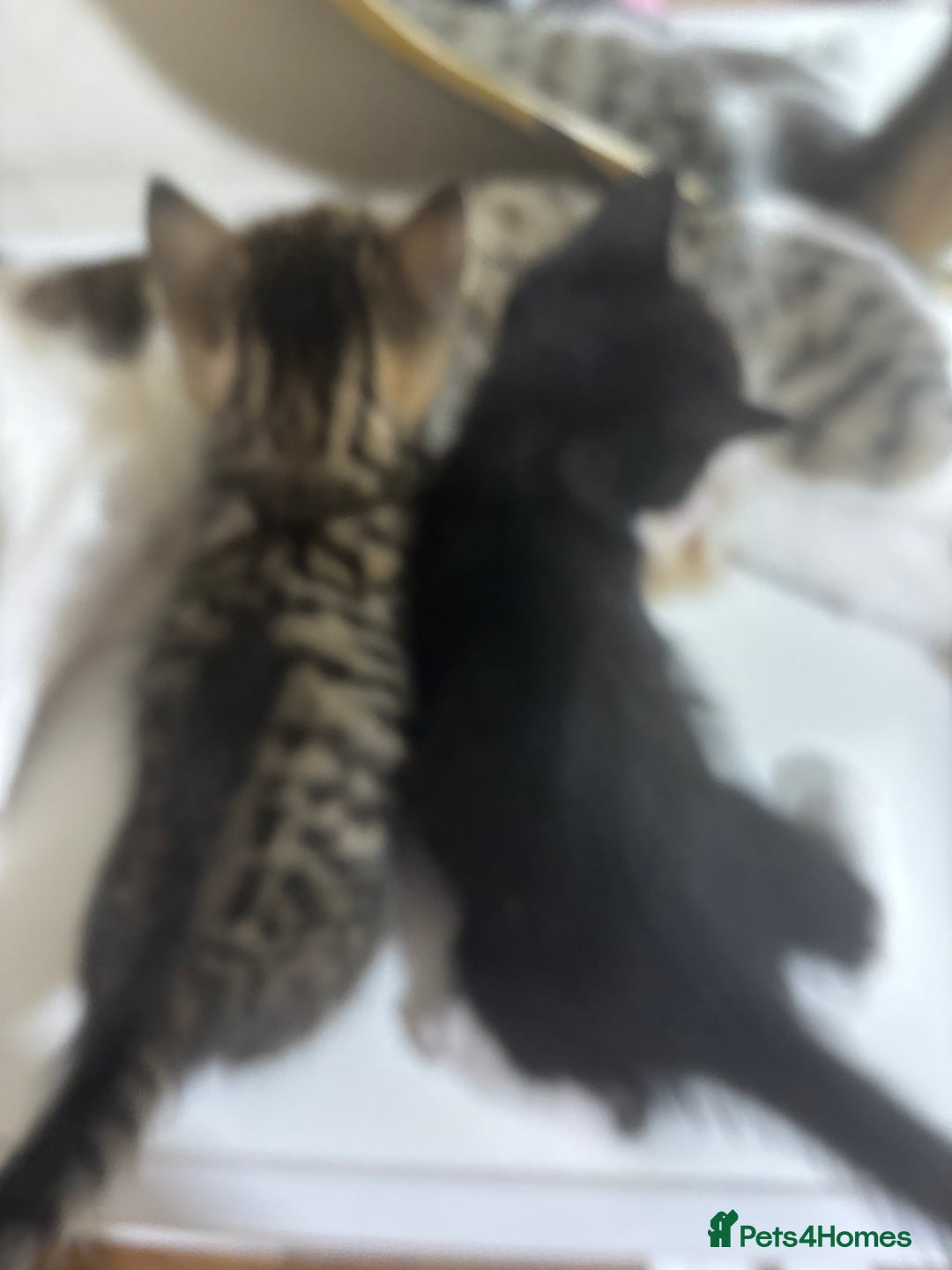 Bengal cats for sale: 2 bengal cats for sale  - Image 4