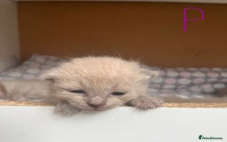 Ragdoll cats for sale: Ragdoll X Sphynx kittens  - Image 12