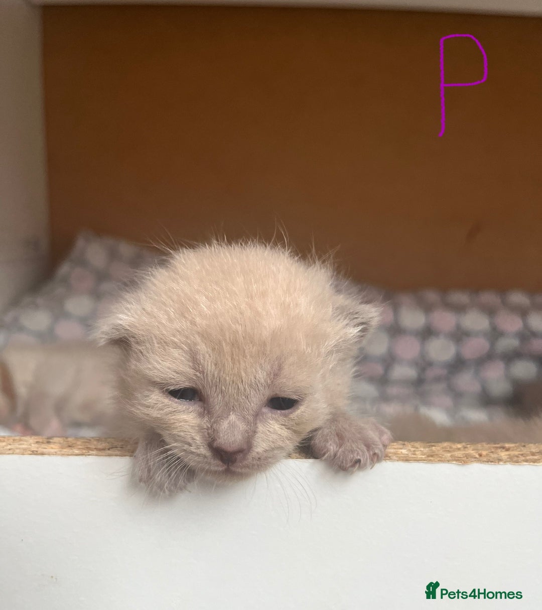 Ragdoll cats for sale: Ragdoll X Sphynx kittens  - Image 12