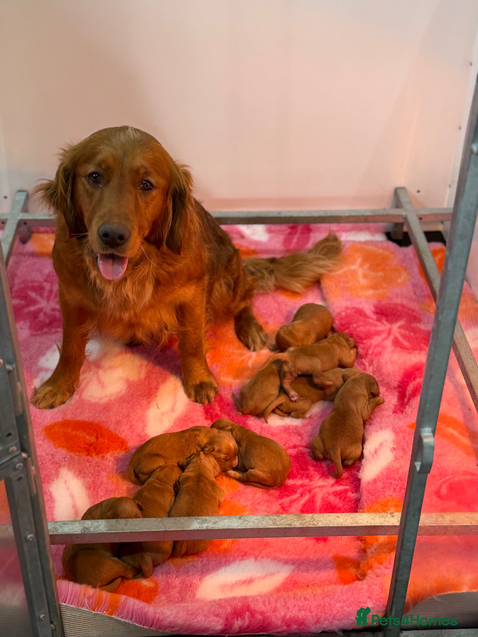 Golden Retriever dogs One male available  - Advert 1