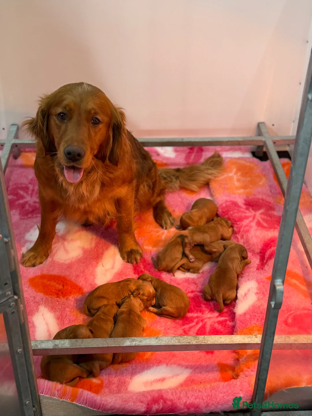 Golden Retriever dogs for sale: One male available  - Advert 1