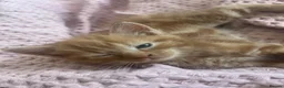 Mixed Breed cats for sale: Ginger Mixed Breed Kittens  - Advert 8