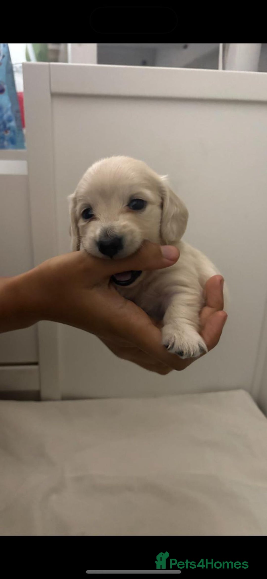 Miniature Dachshund dogs for sale: Miniature long haired cream dachshund puppies  - Advert 8