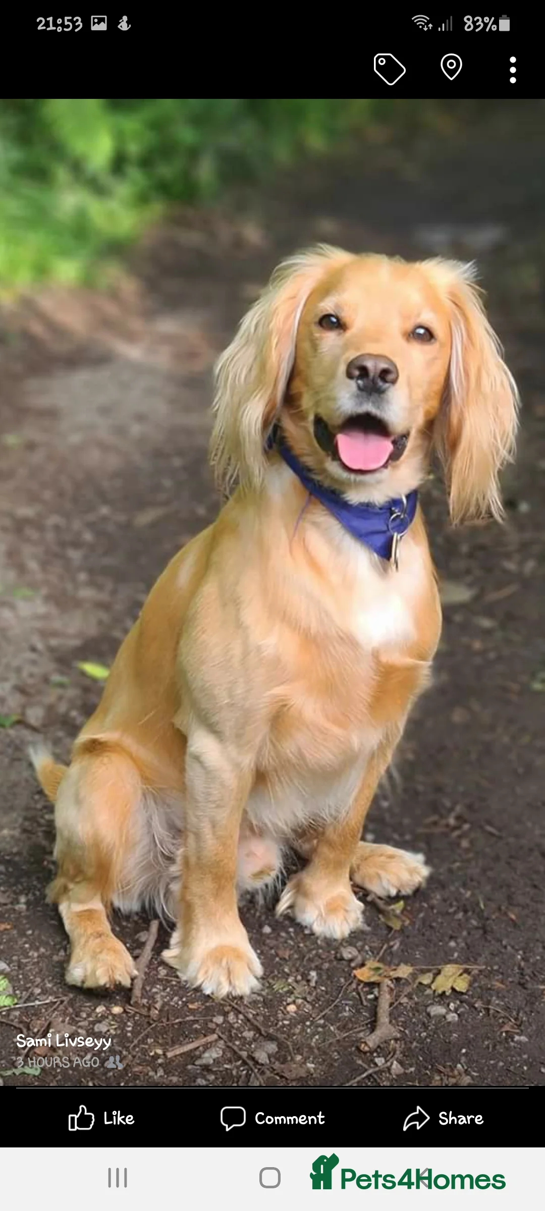 Cocker Spaniel dogs for stud: Proven Dexter for stud in Doncaster - Advert 11