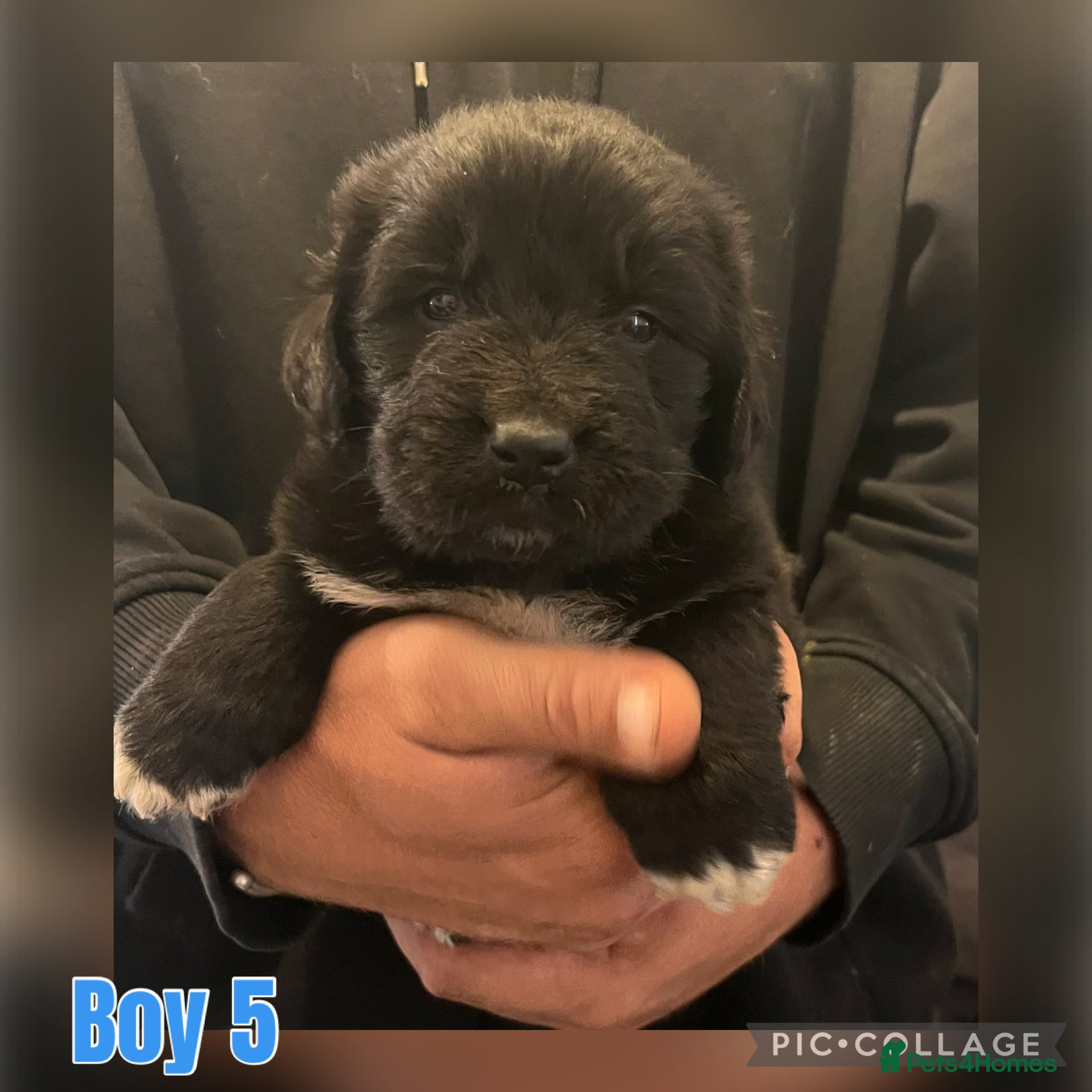 Mixed Breed Puppy 5