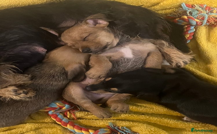 Chiweenie dogs - Advert 1