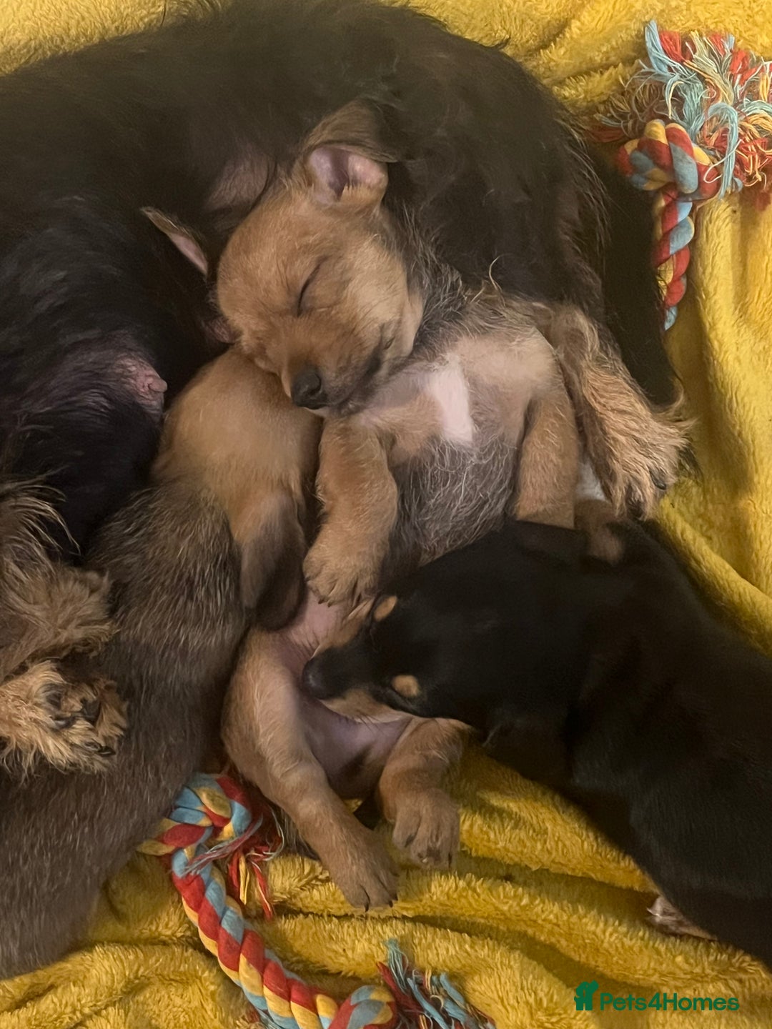 Chiweenie dogs for sale: dachund cross chihuahua puppies - Image 1