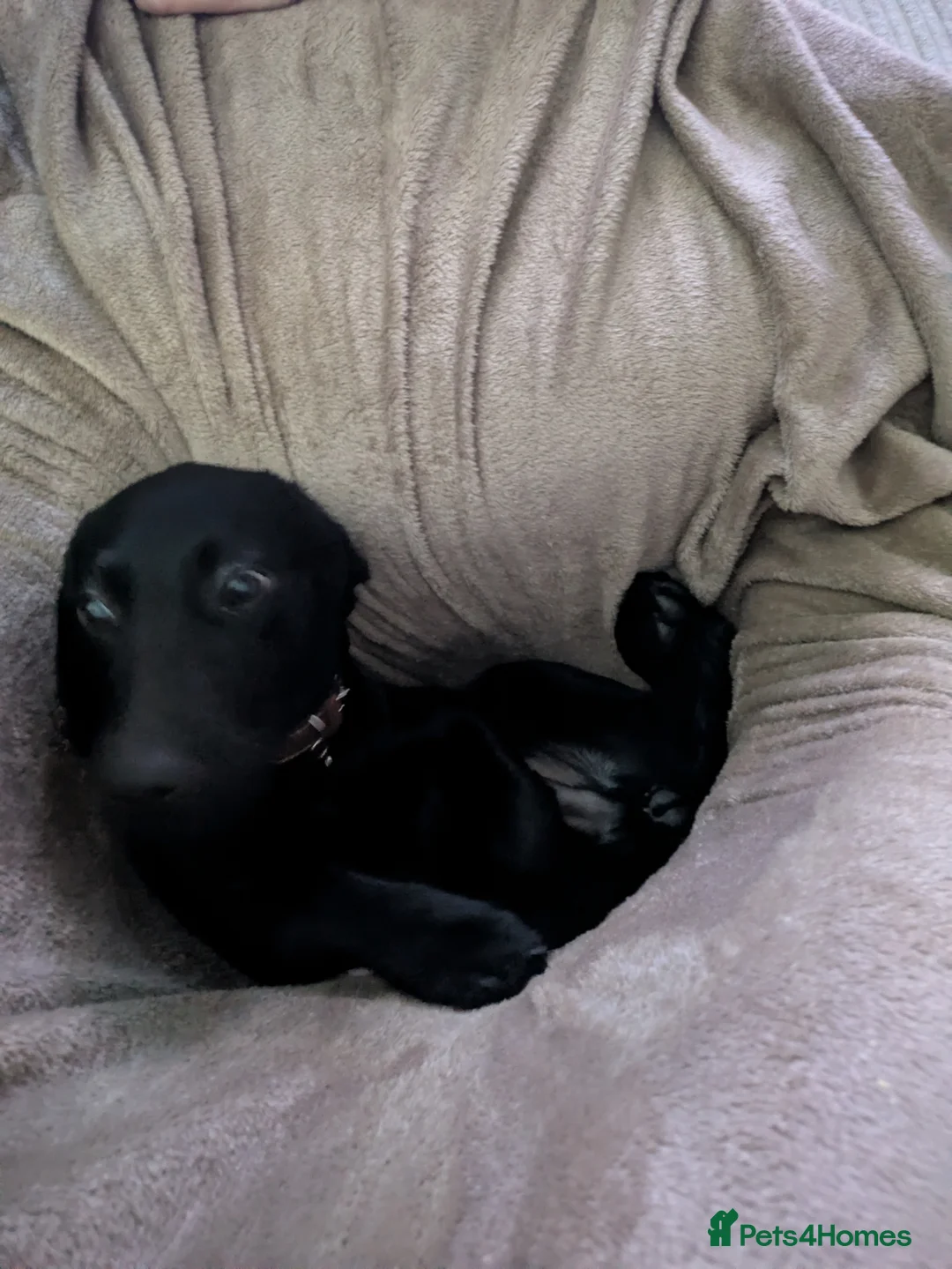 Labrador Retriever dogs for sale: 10 month old male Labrador.  - Advert 2