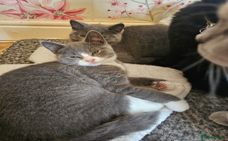 Mixed Breed cats - Advert 1